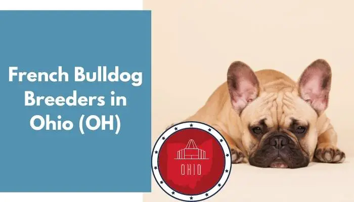 French Bulldog Breeders in Ohio OH
