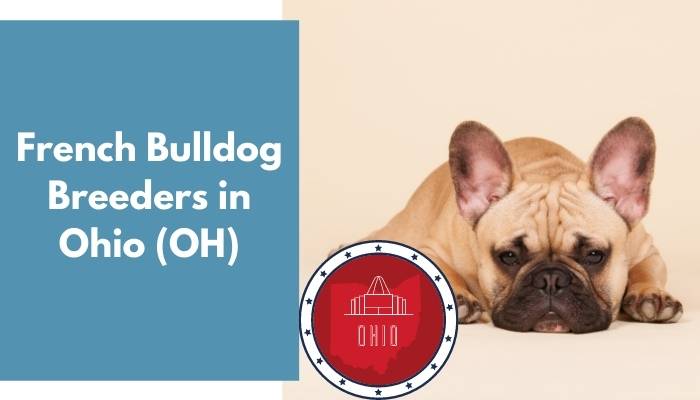 French Bulldog Breeders in Ohio OH