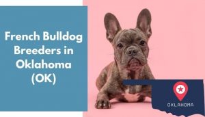 15 French Bulldog Breeders in Oklahoma (OK) | French Bulldog Puppies for Sale - AnimalFate