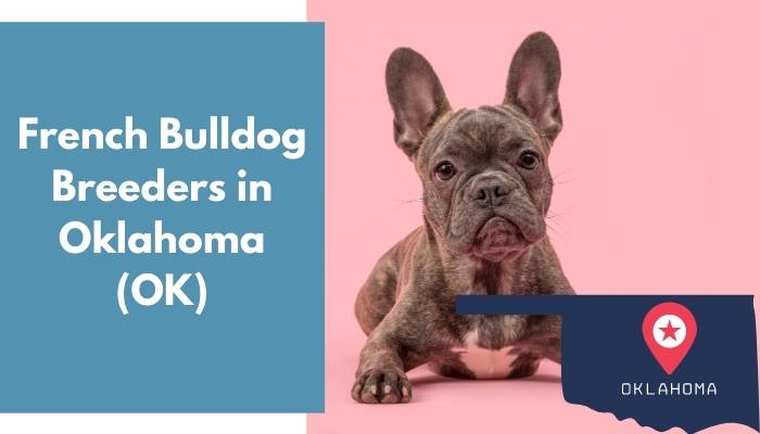 French Bulldog Breeders in Oklahoma OK
