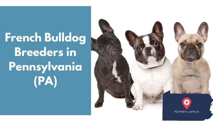 French Bulldog Breeders in Pennsylvania PA
