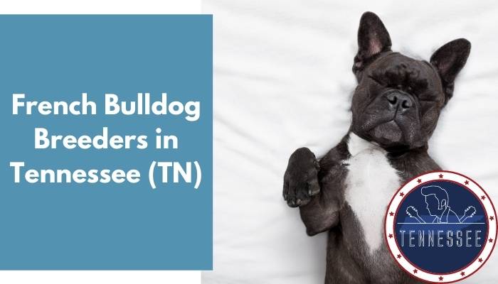 French Bulldog Breeders in Tennessee TN