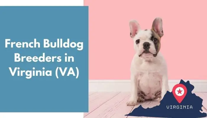 French Bulldog Breeders in Virginia VA