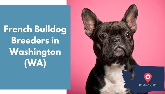 French Bulldog Breeders in Washington WA