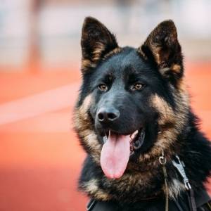 German Shepherd Breeders Category