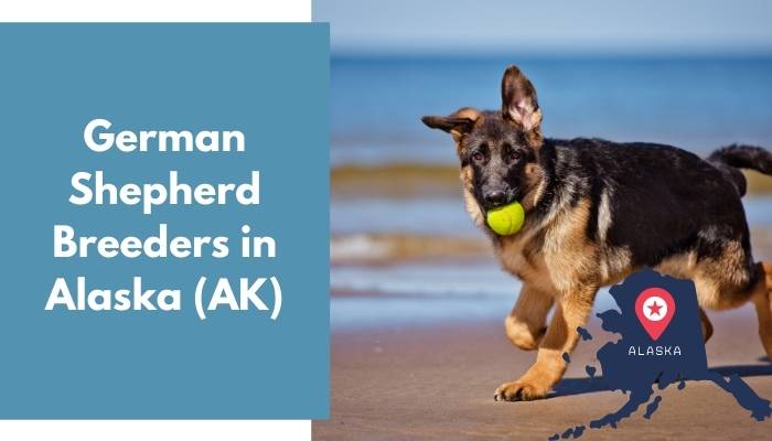 German Shepherd Breeders in Alaska AK