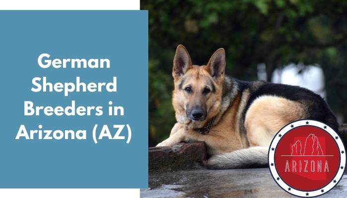 German Shepherd Breeders in Arizona AZ