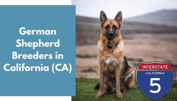 German Shepherd Breeders in California CA