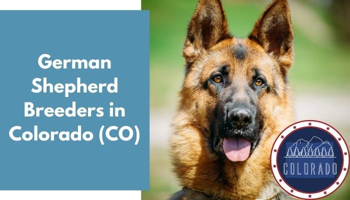 German Shepherd Breeders in Colorado CO