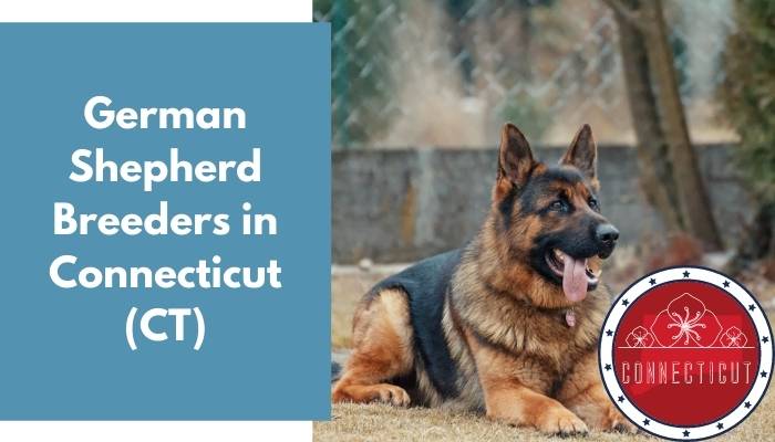 German Shepherd Breeders in Connecticut CT