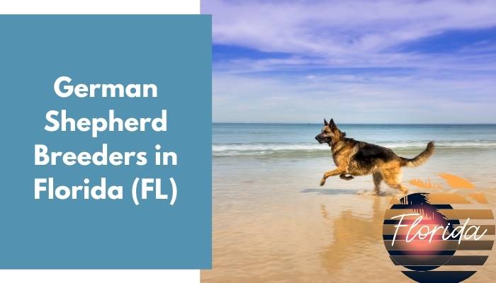 German Shepherd Breeders in Florida FL