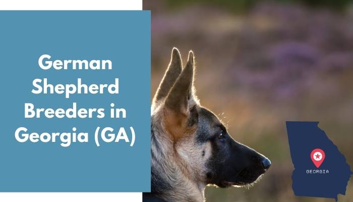 German Shepherd Breeders in Georgia GA