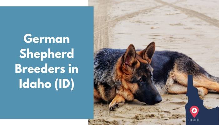 German Shepherd Breeders in Idaho ID