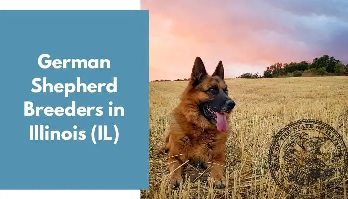 German Shepherd Breeders in Illinois IL