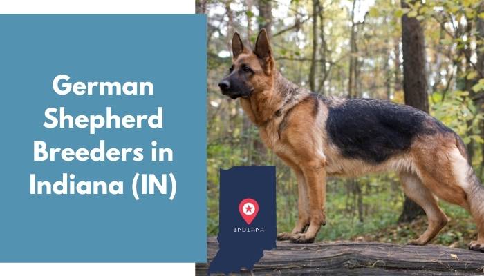 German Shepherd Breeders in Indiana IN