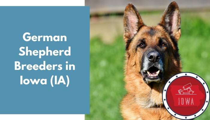 German Shepherd Breeders in Iowa IA