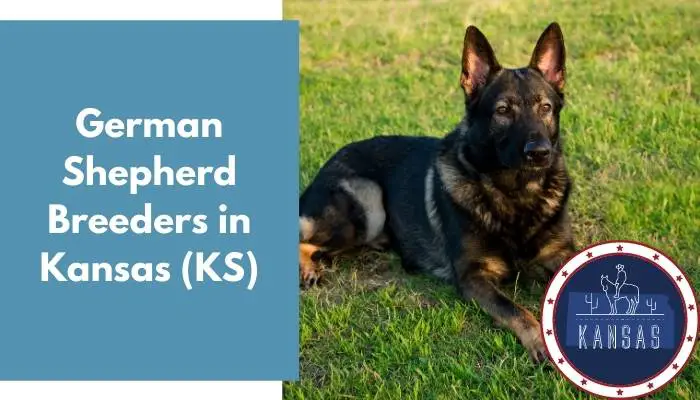 German Shepherd Breeders in Kansas KS