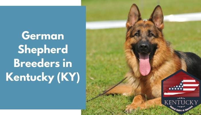 German Shepherd Breeders in Kentucky KY