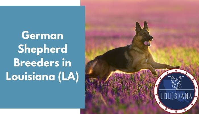 German Shepherd Breeders in Louisiana LA