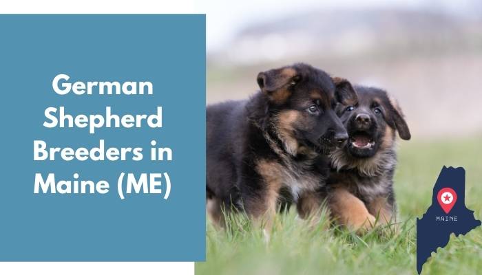 German Shepherd Breeders in Maine ME