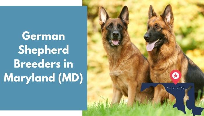 German Shepherd Breeders in Maryland MD