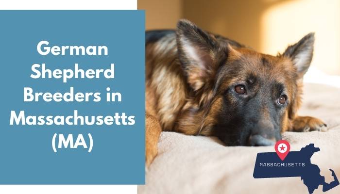 German Shepherd Breeders in Massachusetts MA