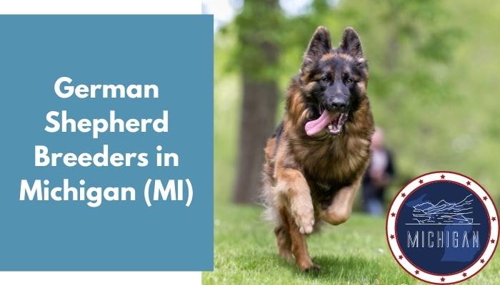 German Shepherd Breeders in Michigan MI