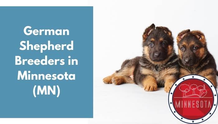 German Shepherd Breeders in Minnesota MN