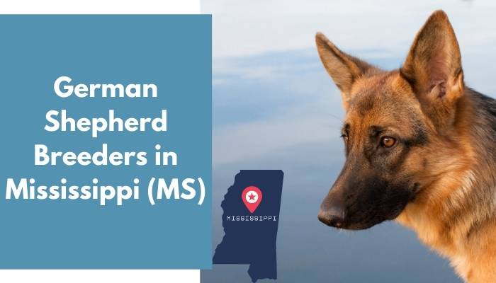 German Shepherd Breeders in Mississippi MS