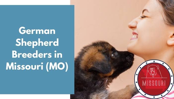 German Shepherd Breeders in Missouri MO