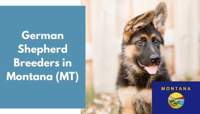 German Shepherd Breeders in Montana MT