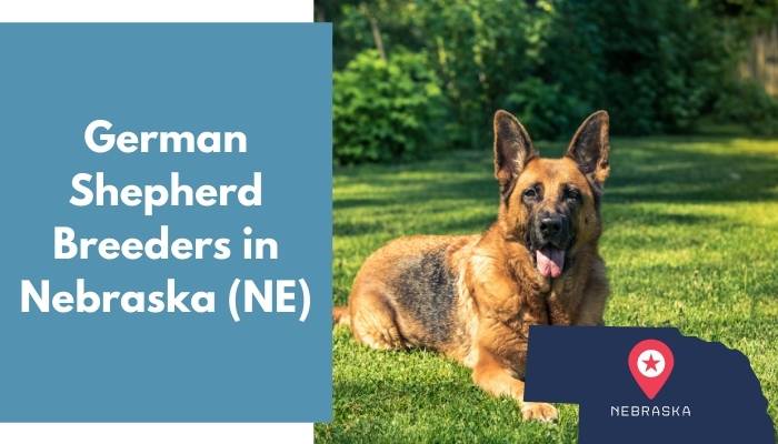 German Shepherd Breeders in Nebraska NE