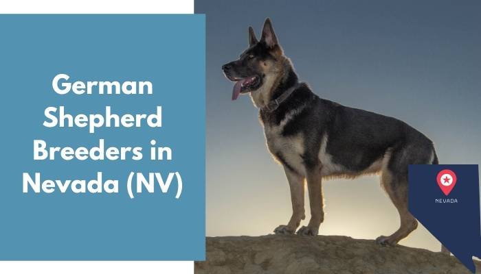 German Shepherd Breeders in Nevada NV