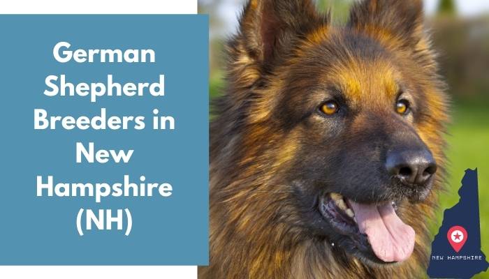 German Shepherd Breeders in New Hampshire NH