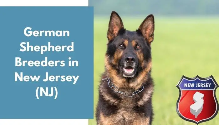 German Shepherd Breeders in New Jersey NJ