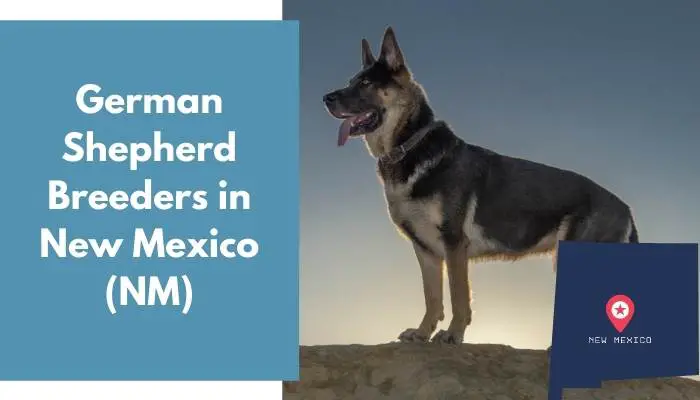 German Shepherd Breeders in New Mexico NM