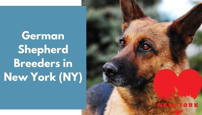 German Shepherd Breeders in New York NY