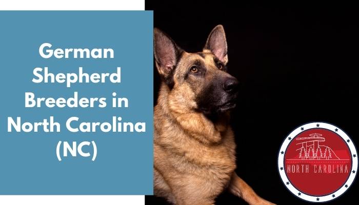 German Shepherd Breeders in North Carolina NC