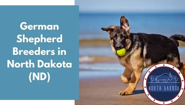 German Shepherd Breeders in North Dakota ND