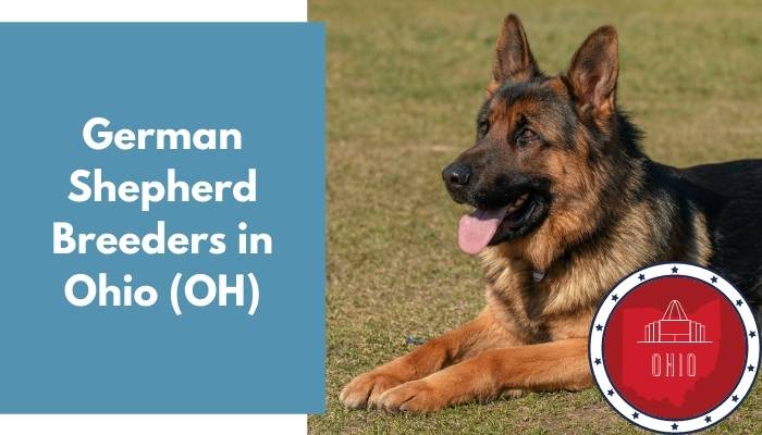 German Shepherd Breeders in Ohio OH