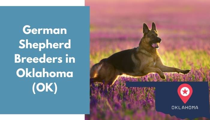 German Shepherd Breeders in Oklahoma OK