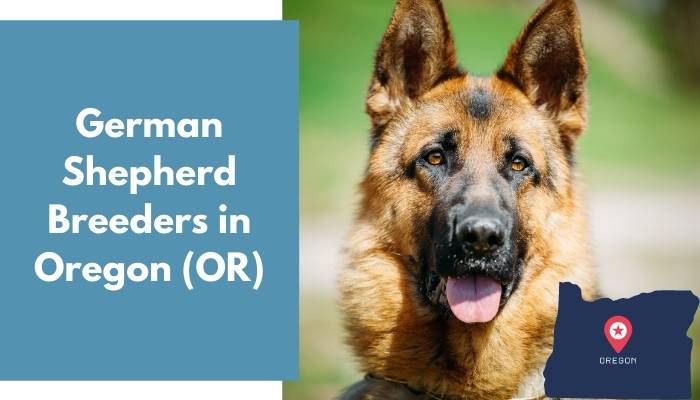 German Shepherd Breeders in Oregon OR