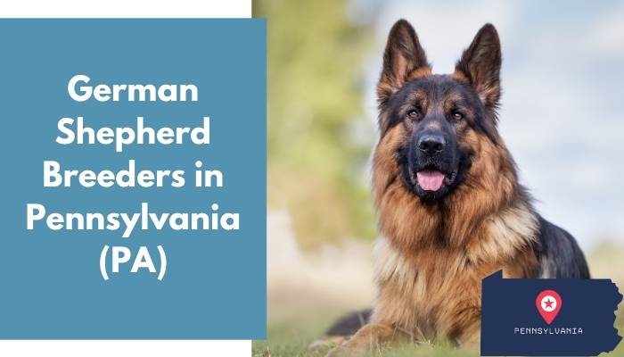 German Shepherd Breeders in Pennsylvania PA