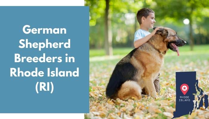 German Shepherd Breeders in Rhode Island RI