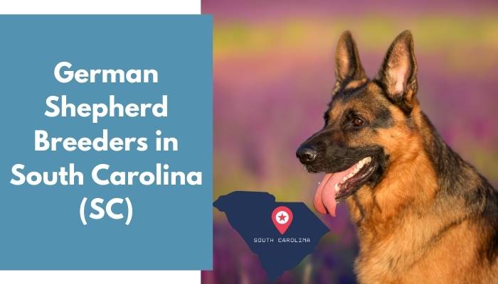 German Shepherd Breeders in South Carolina SC