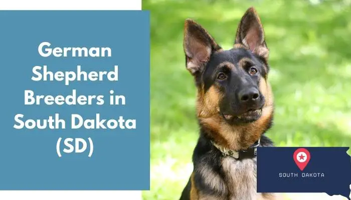German Shepherd Breeders in South Dakota SD