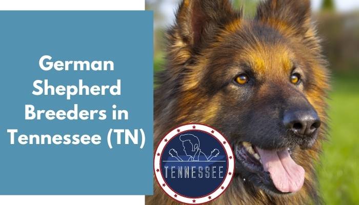 German Shepherd Breeders in Tennessee TN