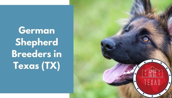 German Shepherd Breeders in Texas TX