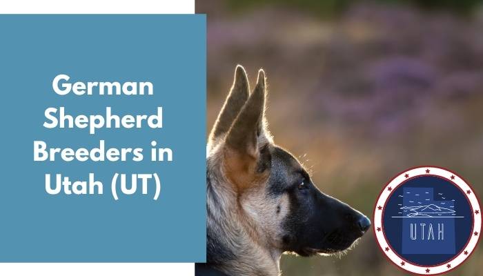 German Shepherd Breeders in Utah UT