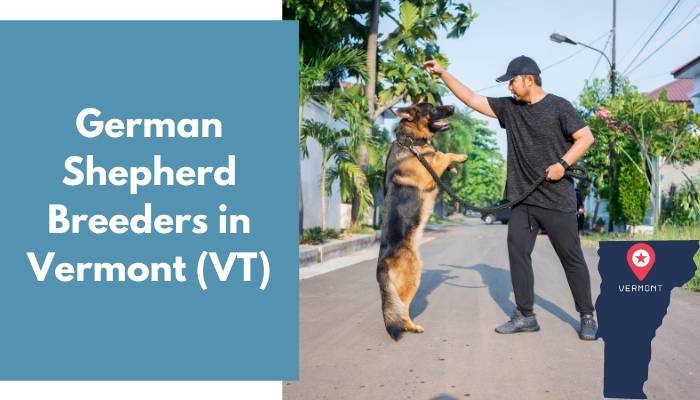 German Shepherd Breeders in Vermont VT